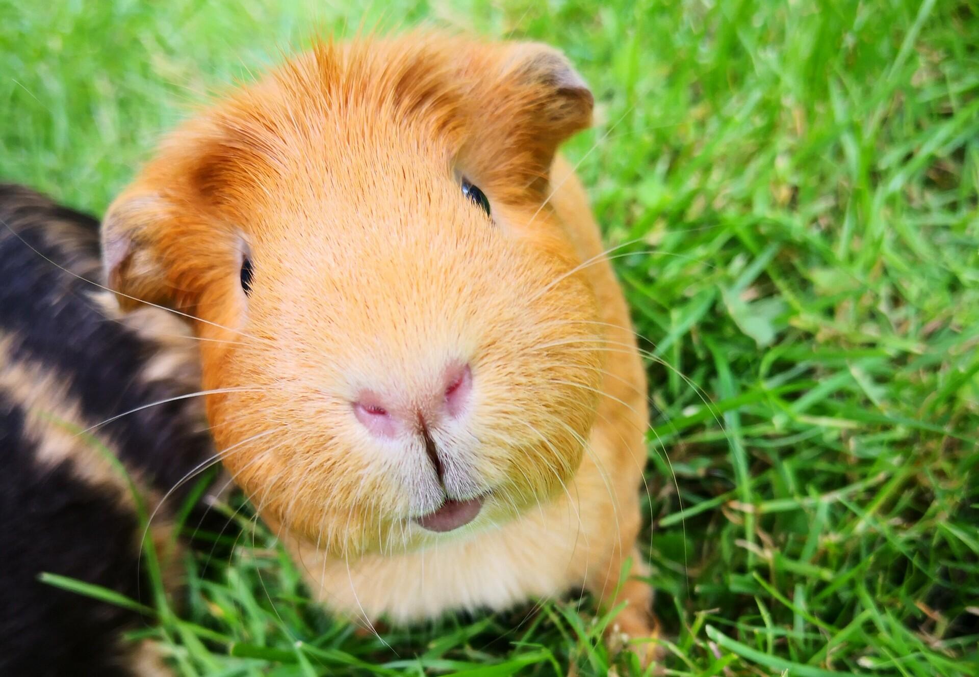vadym-guinea-pig