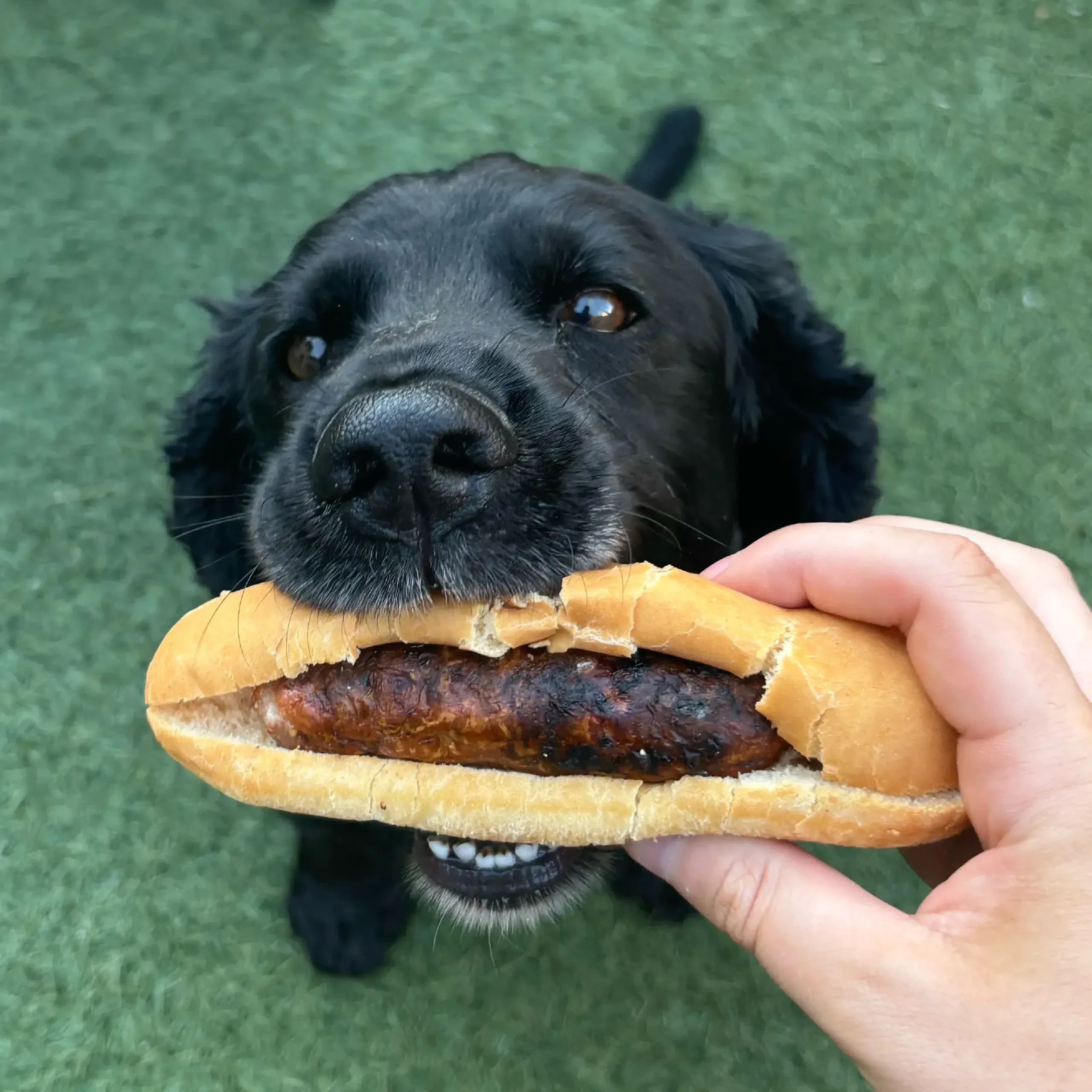 Matt's dog Enzo enjoying a hot dog