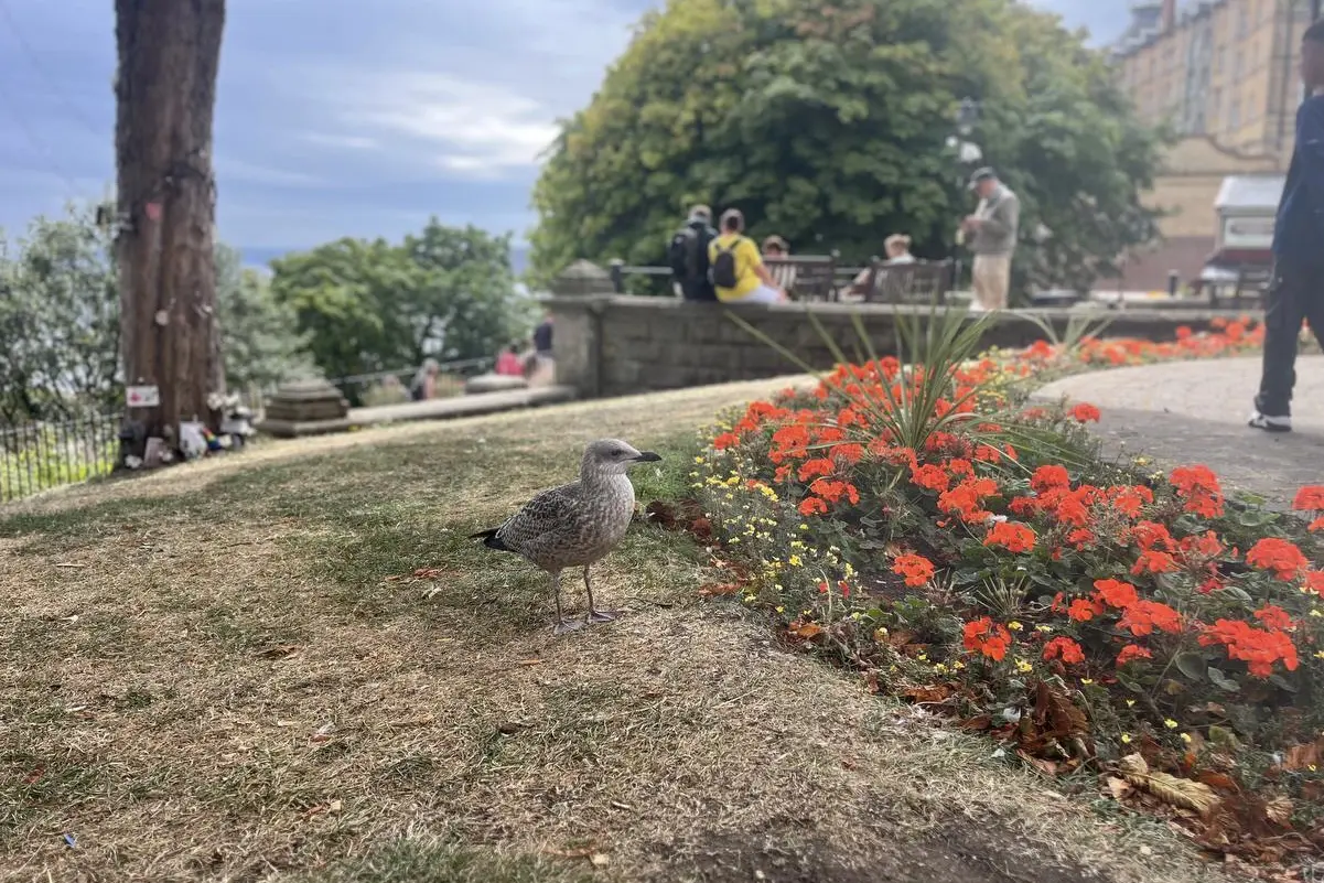 a bird in Primrose Valley