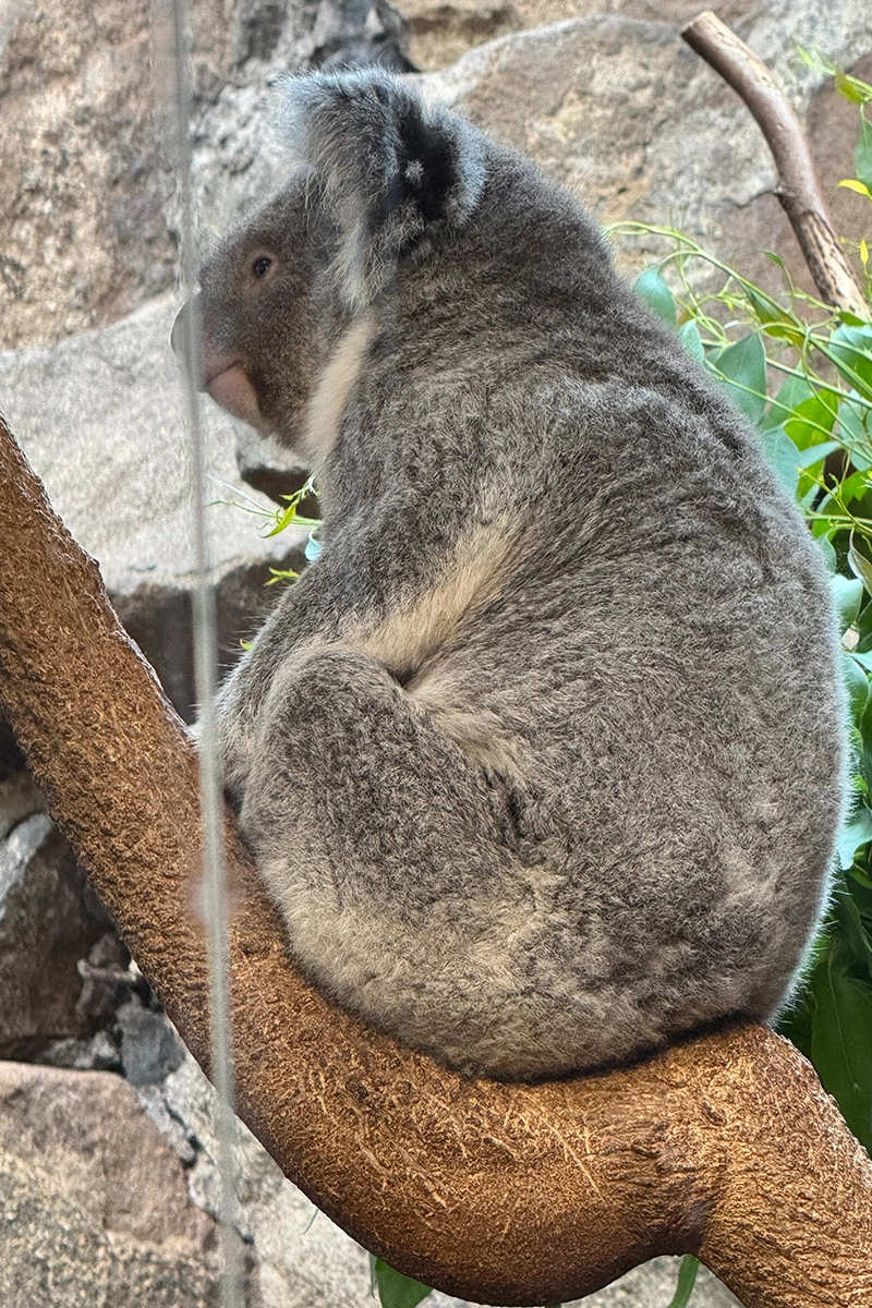 A koala sat on a branch