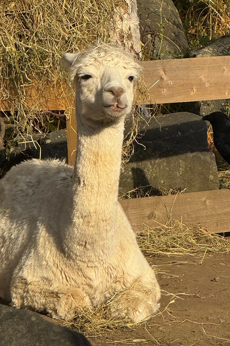 A Llama laid down