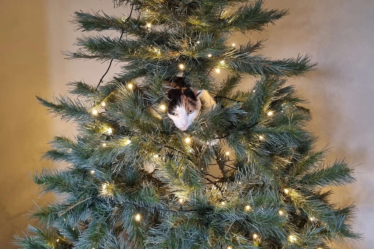 A Cat in a Christmas tree