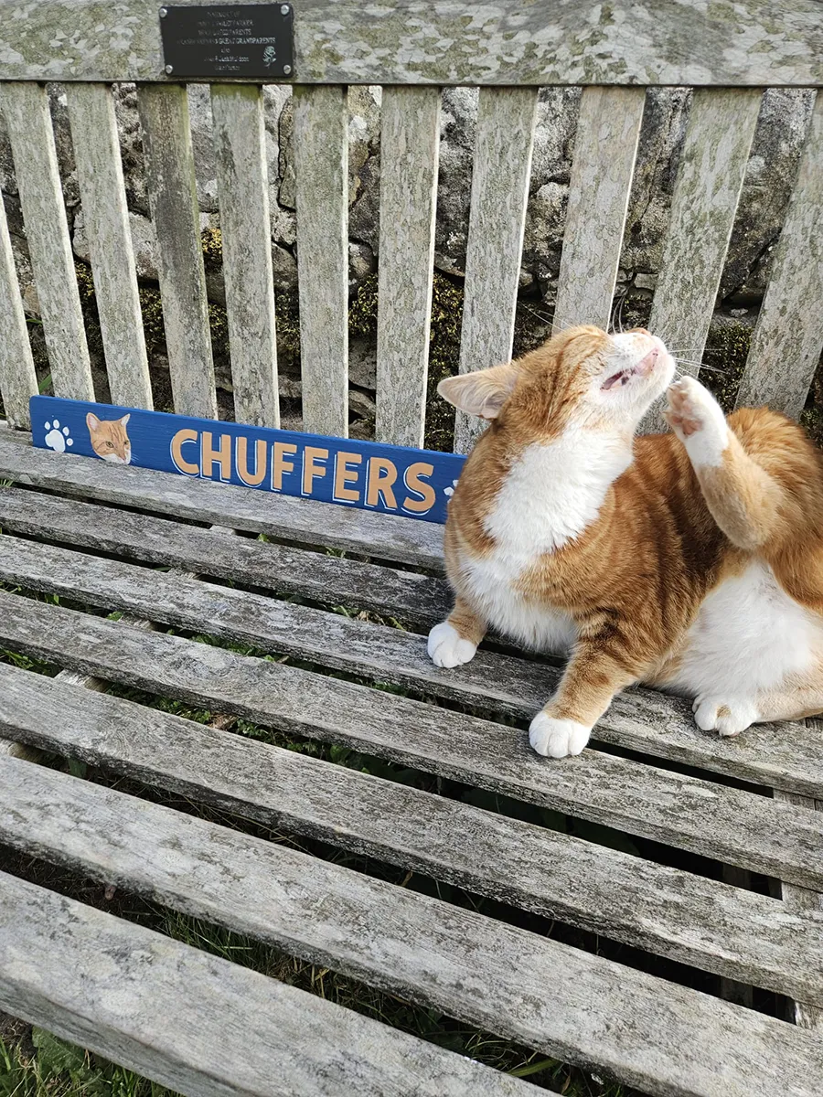 A cat on a bench