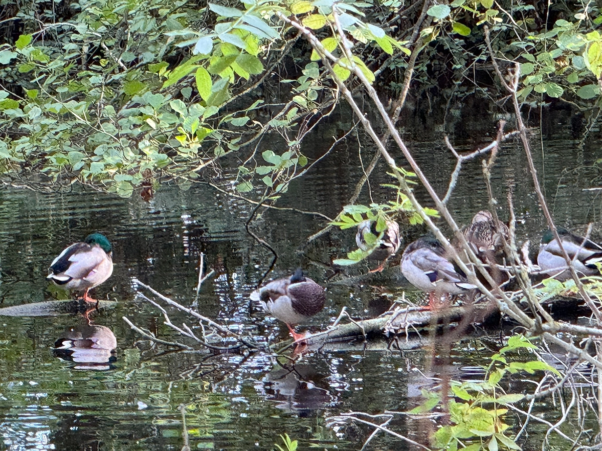 Ducks in a pond