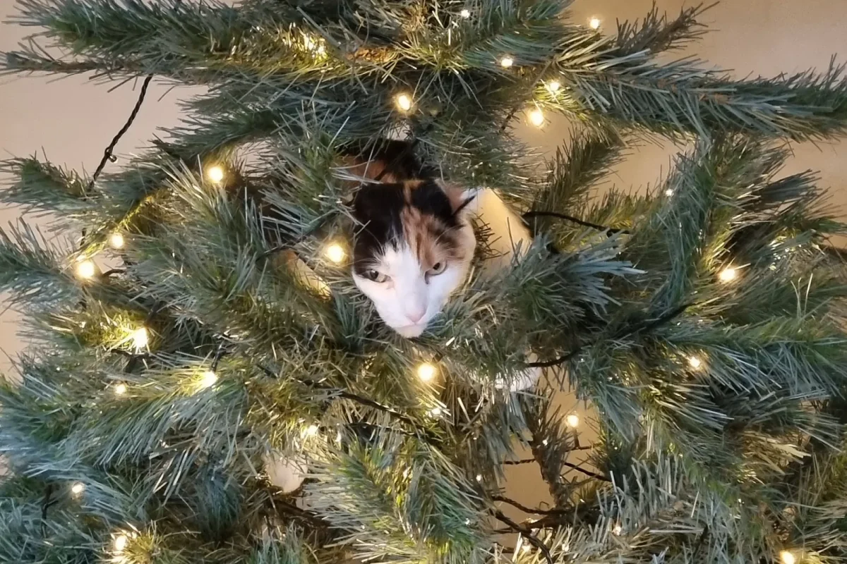 Cat in a Christmas tree