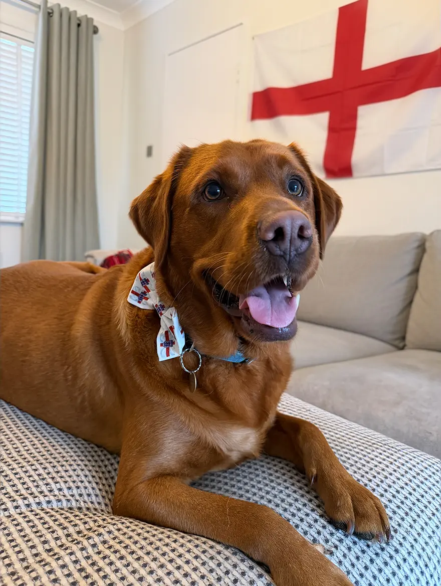 A dog sitting in front of of an England flag