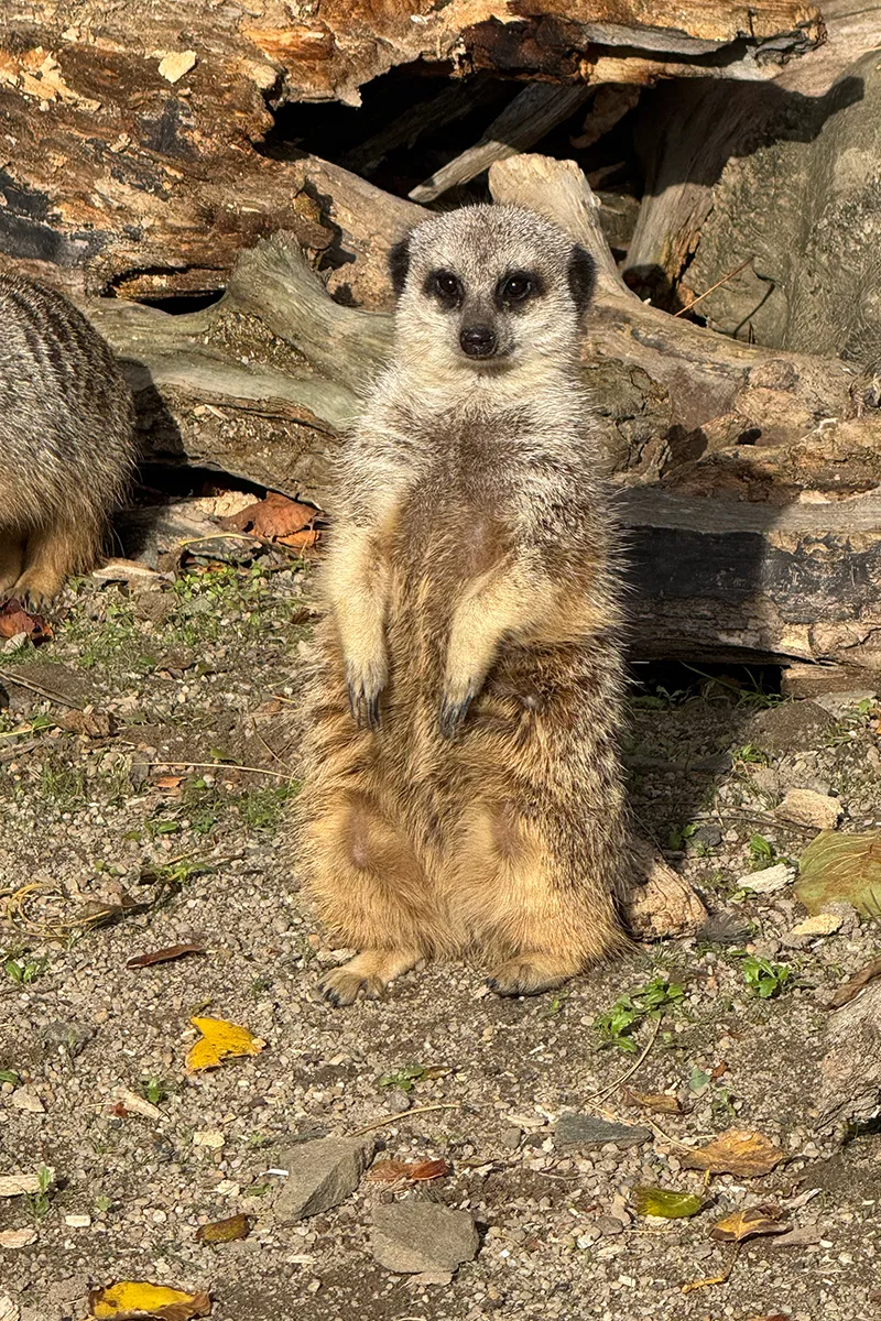 A meerkat at the zoo