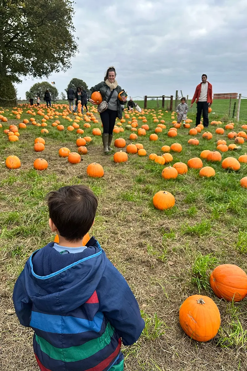 A young boy in a stripy puddle suit looks out over a field full of pumpkins