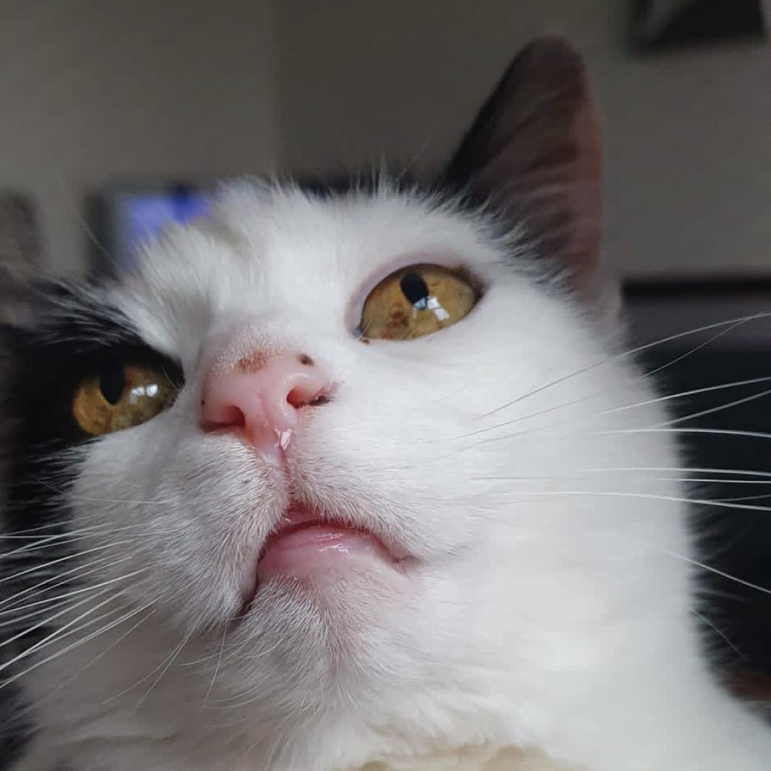 A close up on a cat's face