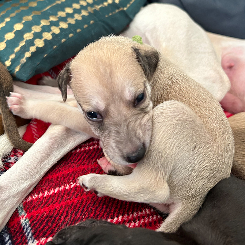 image of a bobbies puppy