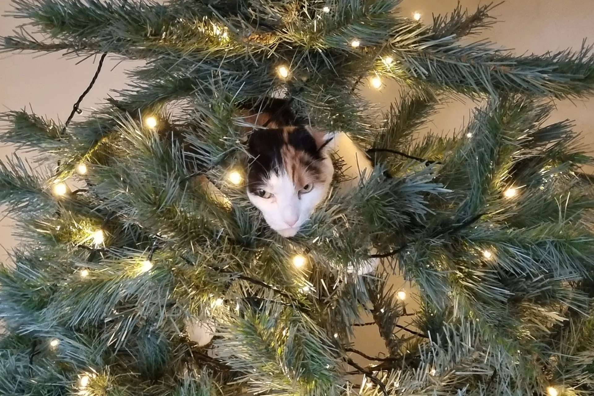 A cat in a Christmas tree