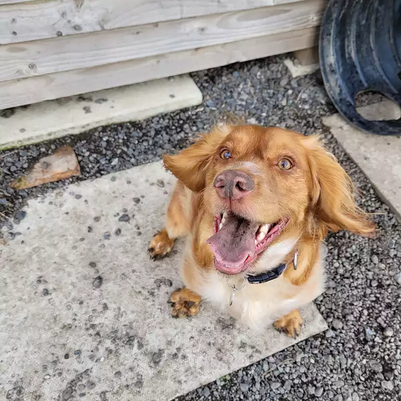 a ginger cocker spaniel in the garden with mud on his nose