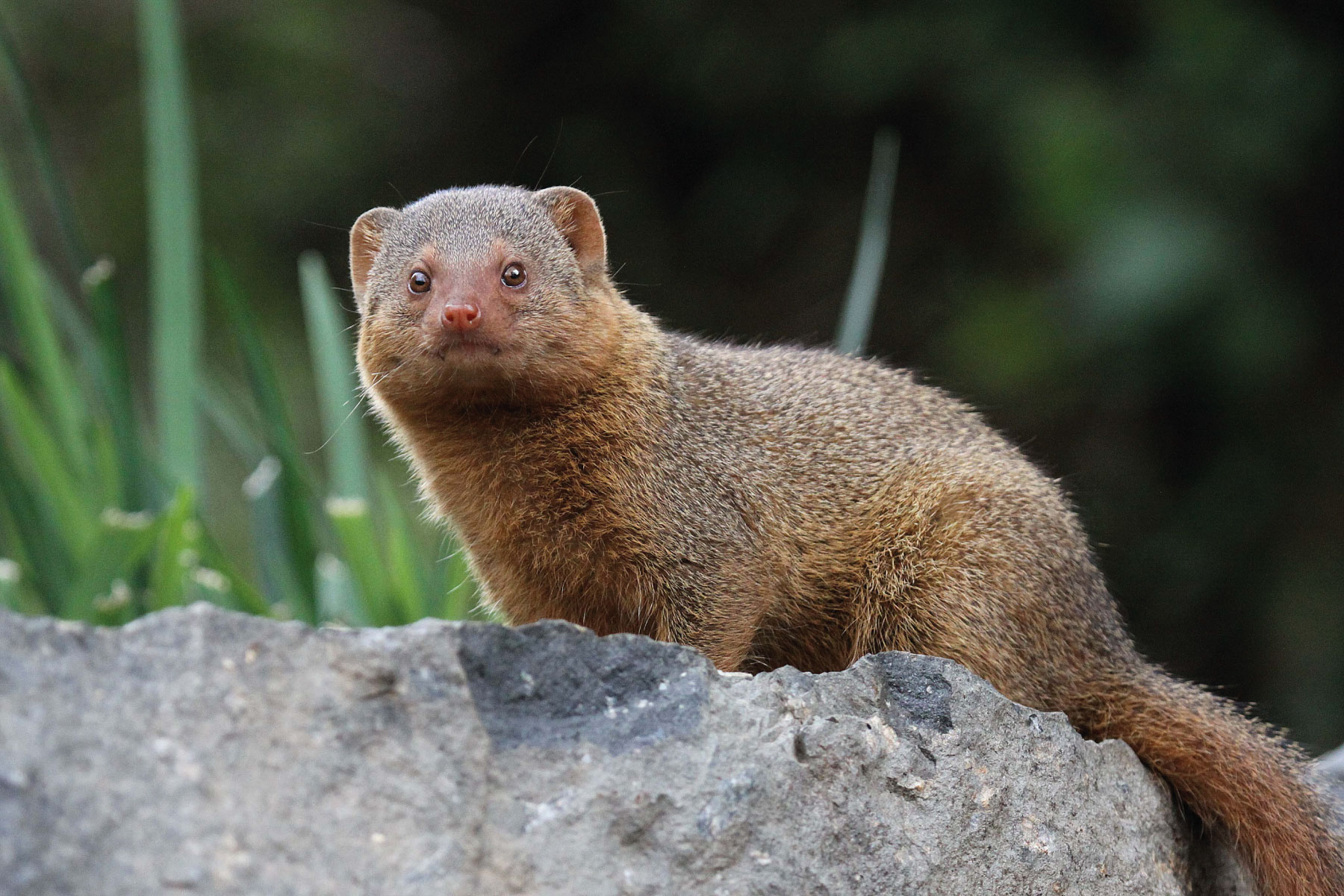 a mongoose on a rock 