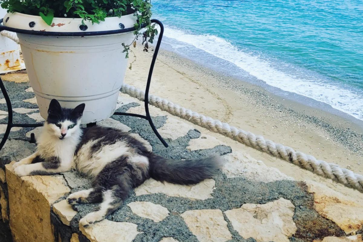 Scruffles the Cretan cat