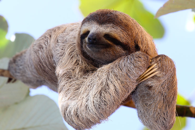 a sloth on a tree