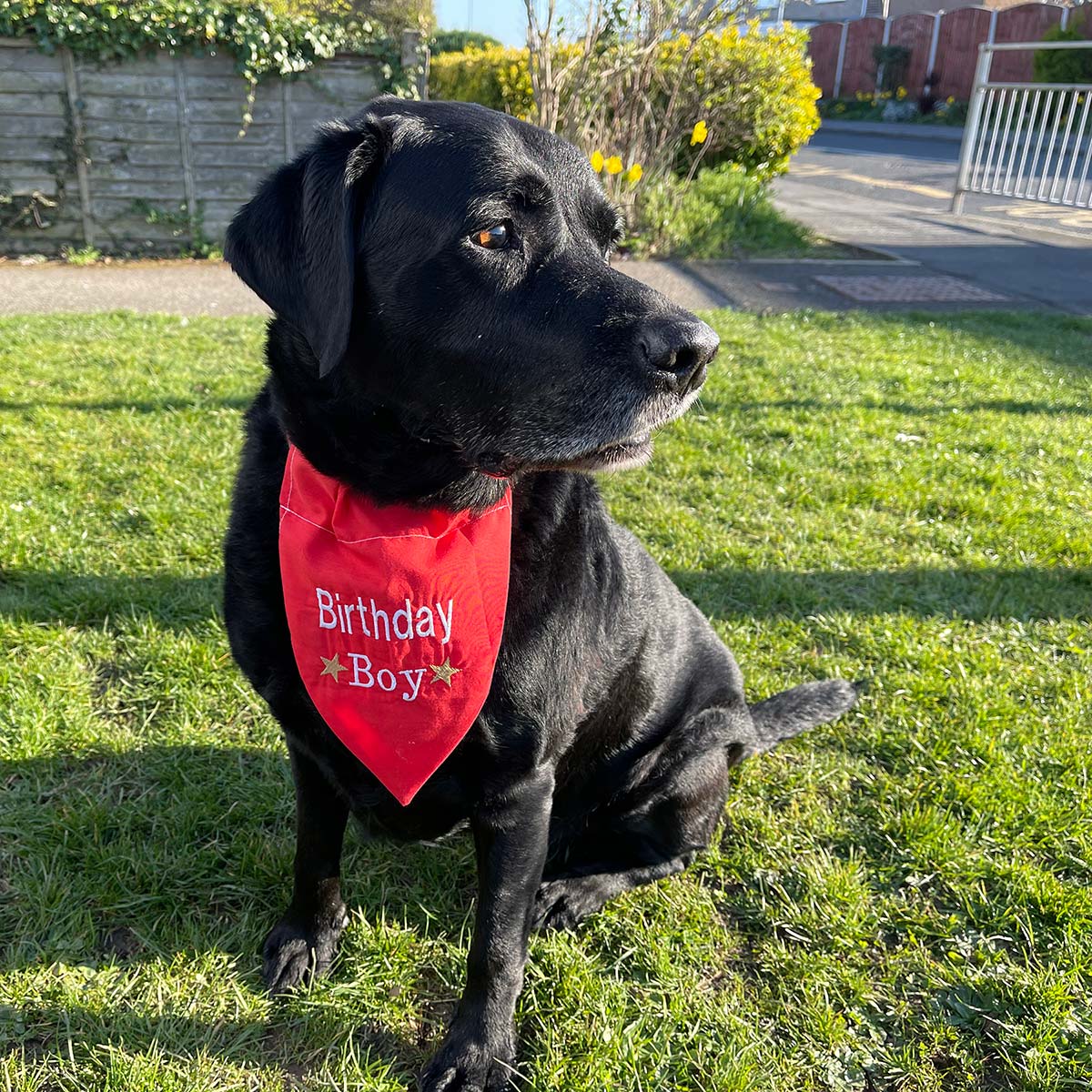 busby the black lab with a bandana on